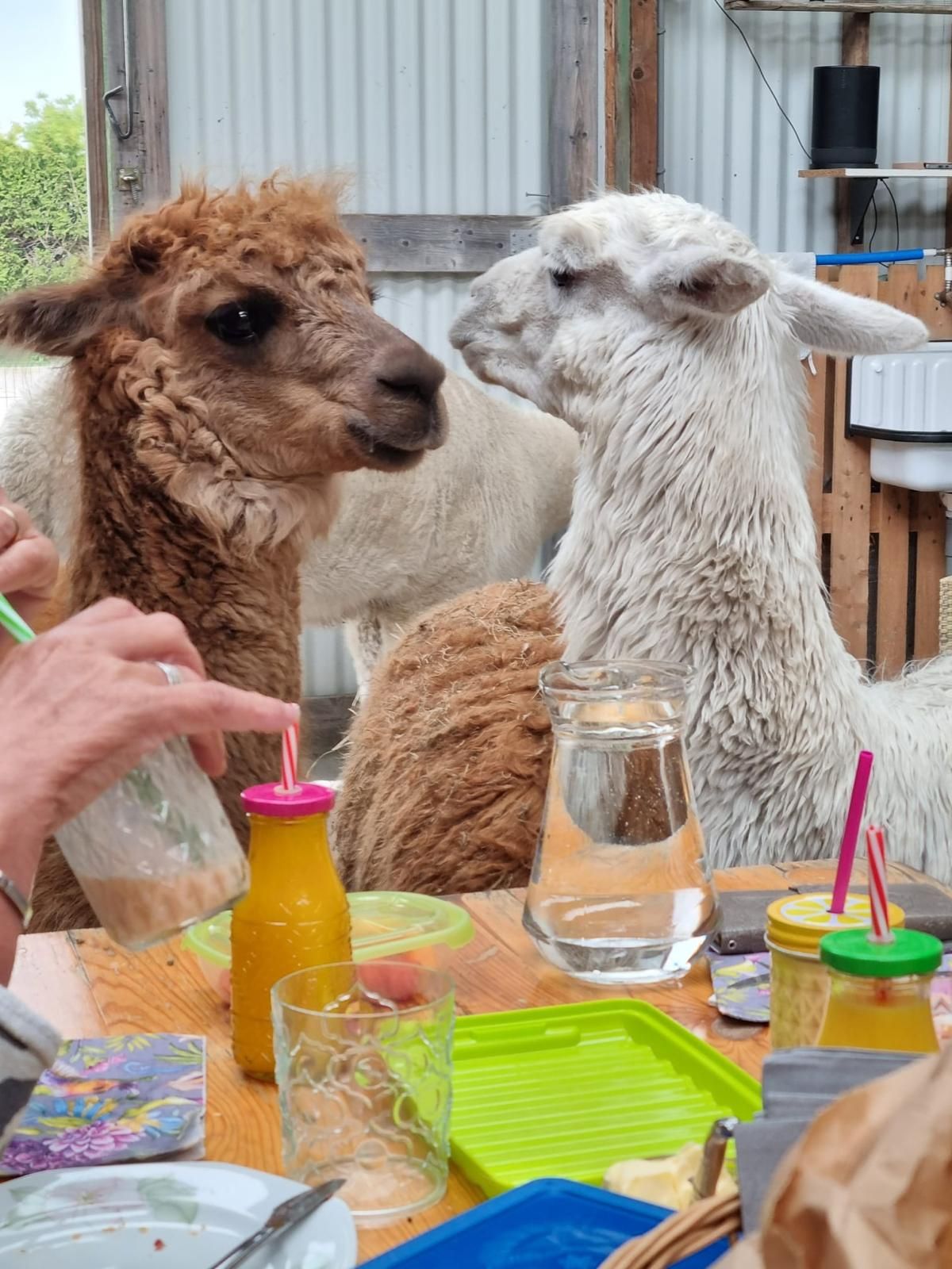 Alpaca Picknick