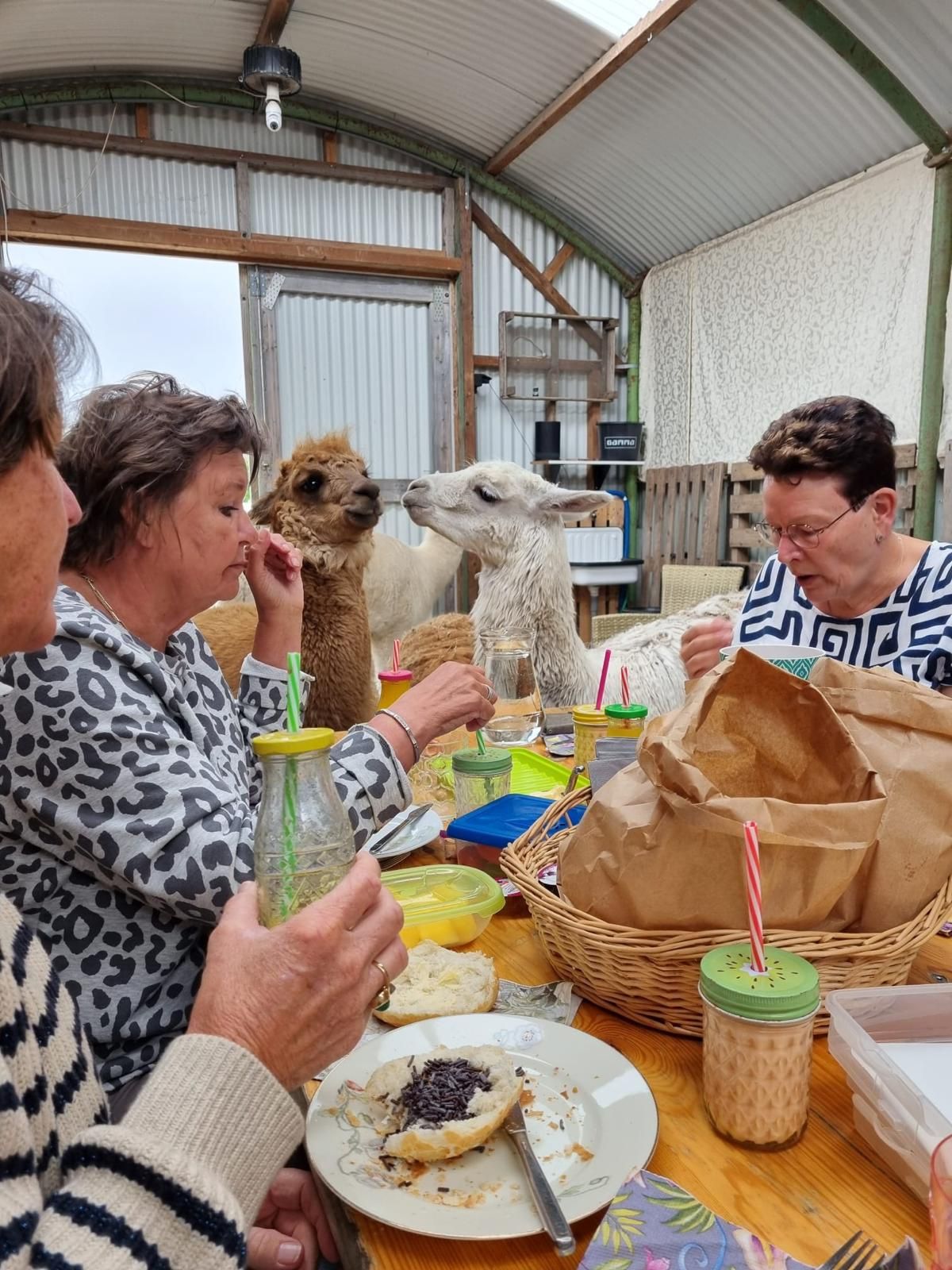 Alpaca Picknick