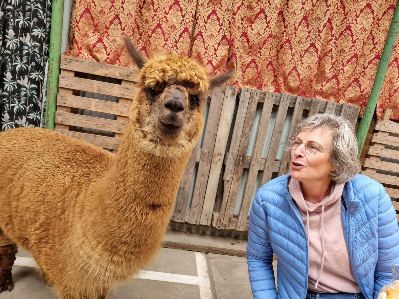Alpaca Picknick